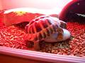 videos de Horny Tortoise Rapes Pebble