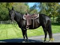 Ehu Hawaiianas Magic - Solid Black Paint Mare for Sale