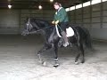 Ehu Hawaiianas Magic - Solid Black Paint Mare for Sale