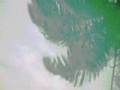 videos de Reflexos