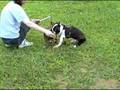 videos de Training to be stars