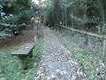 Cycling forest track; England