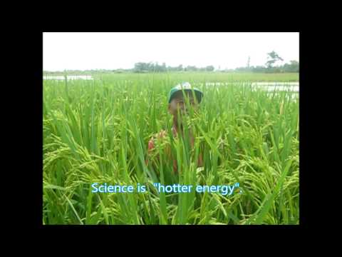 how to fertilize rice plant
