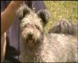 Pumi
