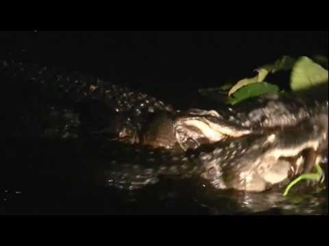American Alligator