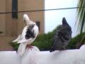 videos de Palomas on Venus