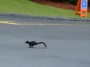 esquilo negro esquilo negro