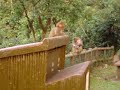 Looking for Mom