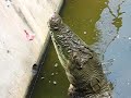 Saltwater crocodile chomping a snack