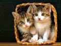 Cinta Tiga Segi Kucing Cinta Tiga Segi Kucing