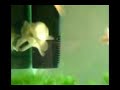 New Aquarium Ranchu and Oranda Goldfish