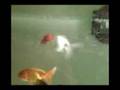 New Aquarium Ranchu and Oranda Goldfish