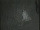 lioness limping 07 08 07 6 19 pm cat
