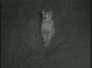 lioness limping 07 08 07 6 19 pm cat