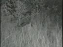 lioness limping 07 08 07 6 19 pm cat