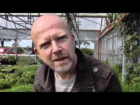 how to grow gynostemma pentaphyllum