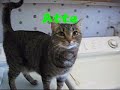 Re: MEAN KITTY - How To Annoy Your Cat... The Nice Way!