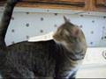 Re: MEAN KITTY - How To Annoy Your Cat... The Nice Way!
