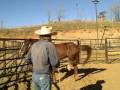 videos de Working with Hawk back feet part two, David Lee Archer