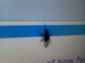 Video: Fly Uses Touchscreen Computer