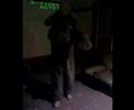 Elephunk Elephunk