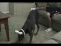 Laser X Doberman