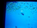 My Georgia Aquarium trip
