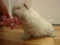 LITTLE HONEY PUPPY MALTESE