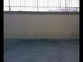 videos de Impennata con stacco di frizione in 1a