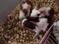 Half day old guinea pig babies