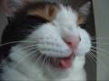 しゃべる猫　- vol.18 - 「Not delicious！」-Talking Cat