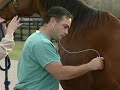 Career Profiles in Veterinary Medicine: Equine Practitioner