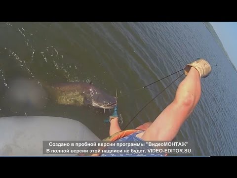 ловля сома на минога ловля сома на минога