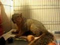 Scared, injured adult squirrel, Animal Advocates, Mary Cummins