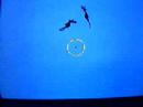 Ty The Tasmanian Tiger: Seahorse Glitch