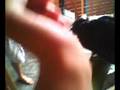 My hornbills