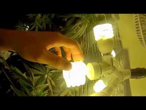 how to easy grow weed