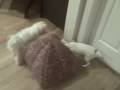 videos de Chihuahuas Roll Around in the Bed!