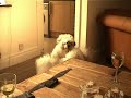 Bichon Frise V Lhasa Apso