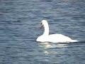 ?ab?d? (Cygnus), Swan ?ab?d? (Cygnus), Swan