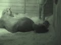 Delivering a foal