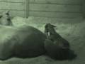 Delivering a foal