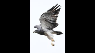 Corpoboyacá libera un águila paramuna