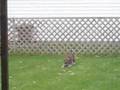 Schnauzer Miniatura video