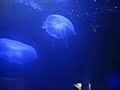 barnes-barnes-fish-heads-.html
