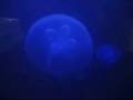 Jellyfish In Captivity
