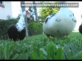 Videoblogueando con los patos Videoblogueando con los patos