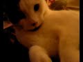cat sleepy