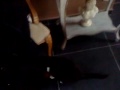 mon chat qui s'eclate ^^