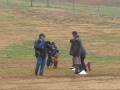 MAWA Basenji Lure Coursing